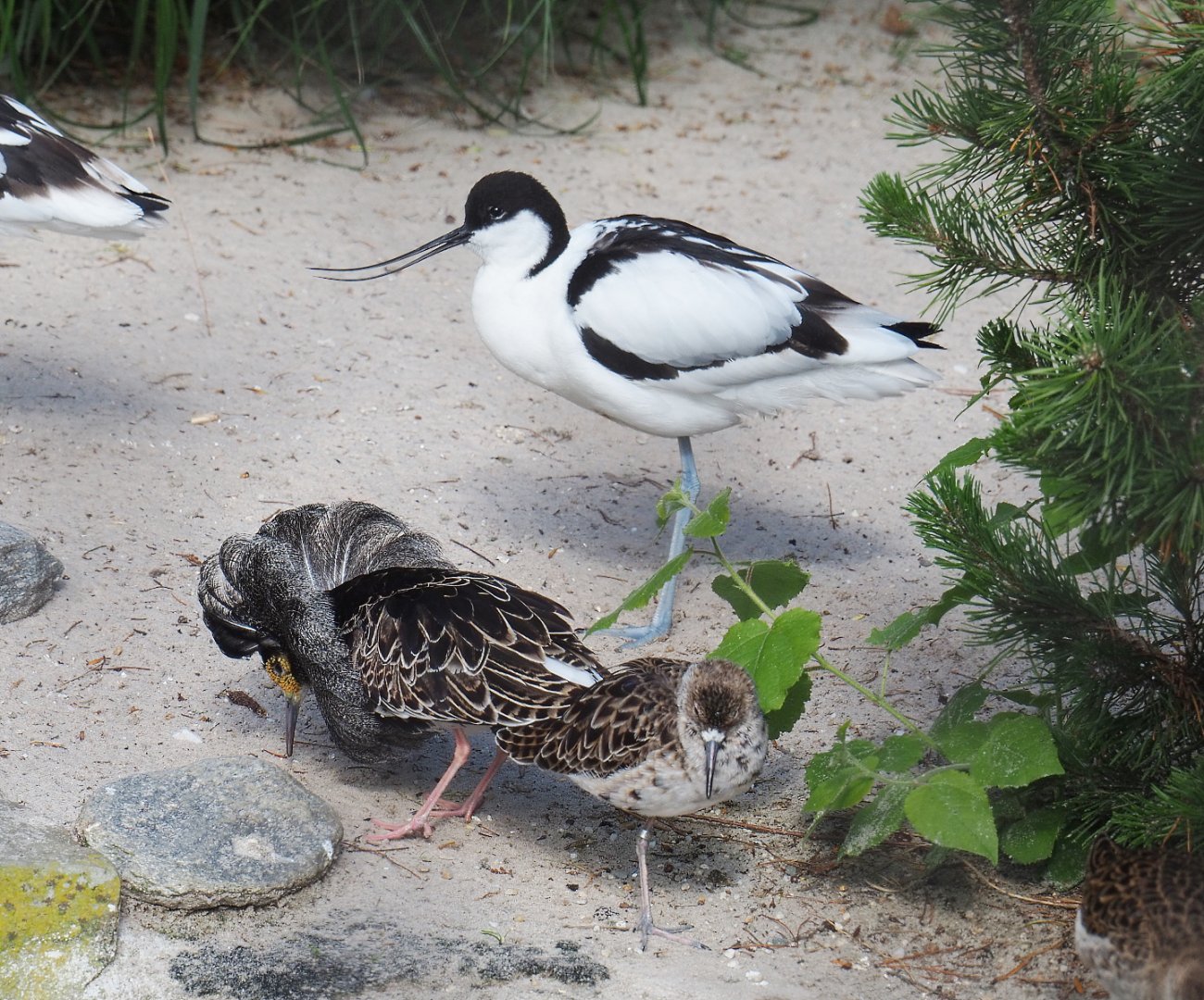 Pied avocet (Recurvirostra avosetta) and Ruffs (Calidris pugnax), 2022-05-26