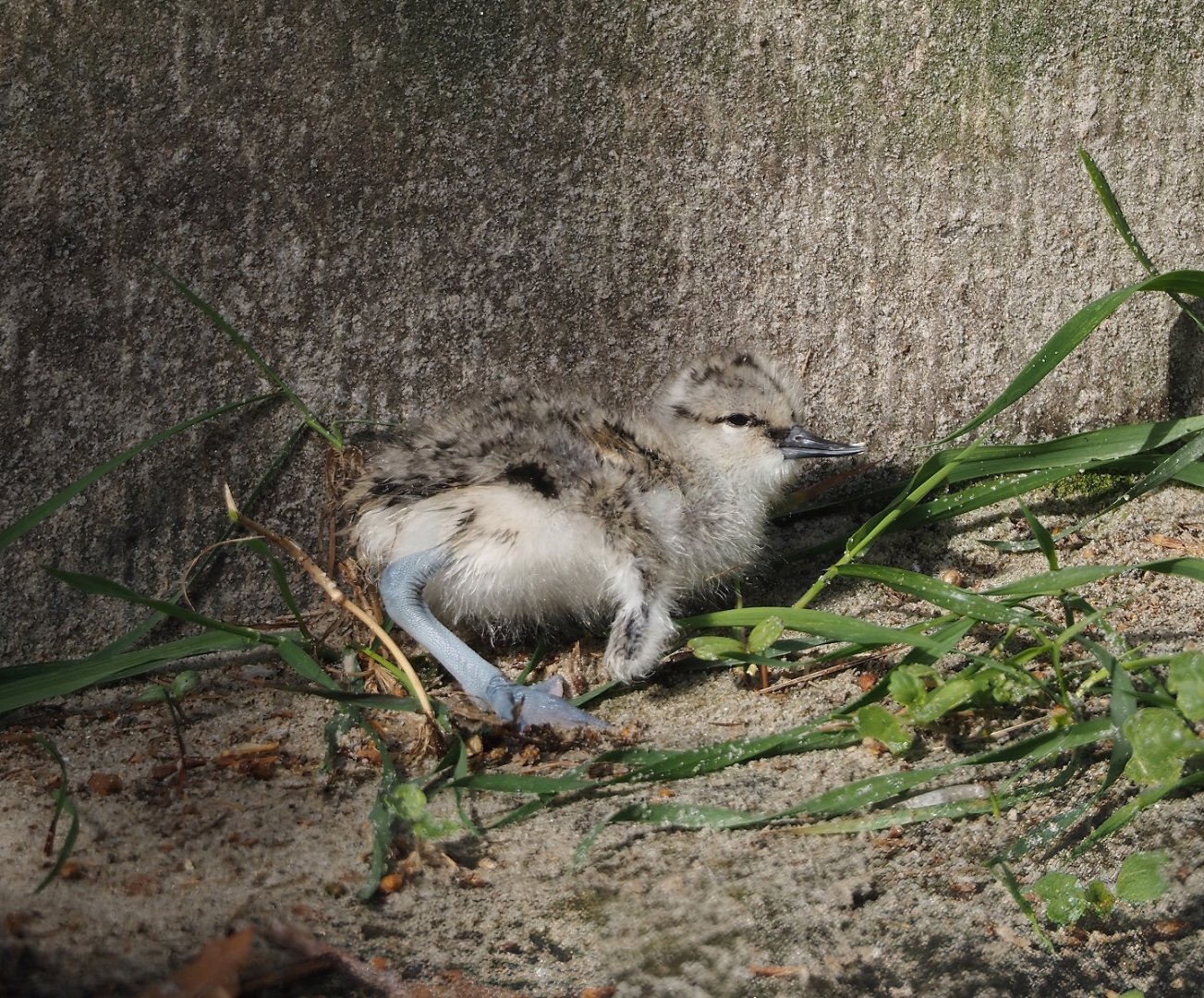 Pied avocet (Recurvirostra avosetta) chick, 2024-05-01