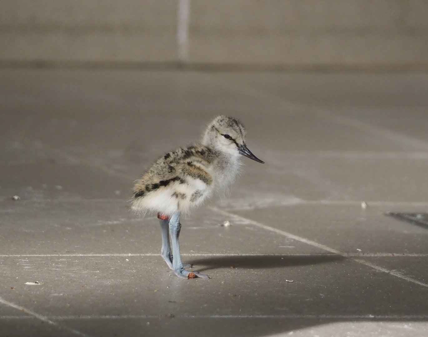 Pied avocet (Recurvirostra avosetta) chick, 2024-05-01