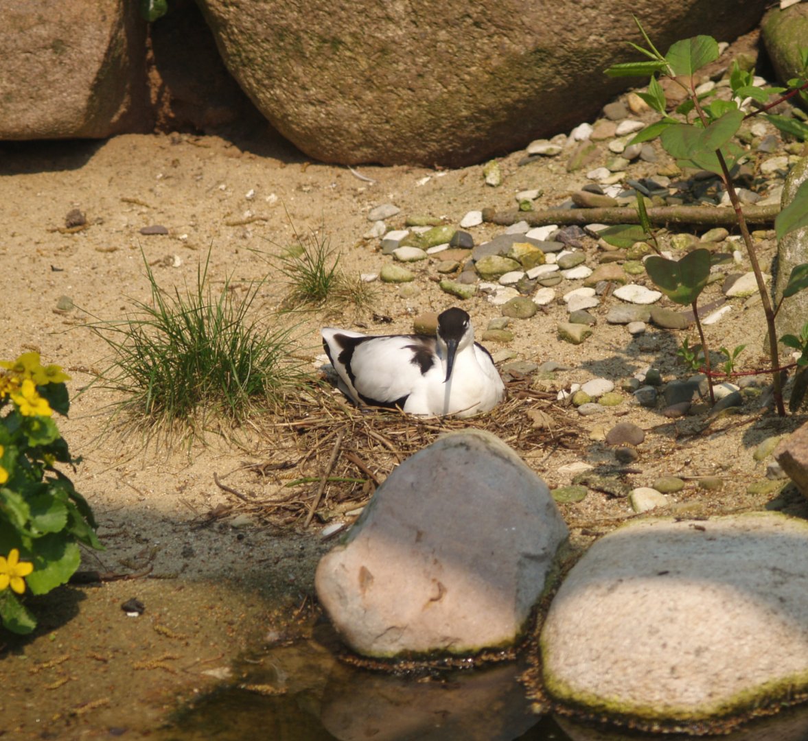 Pied avocet (Recurvirostra avosetta) on nest, May 2006