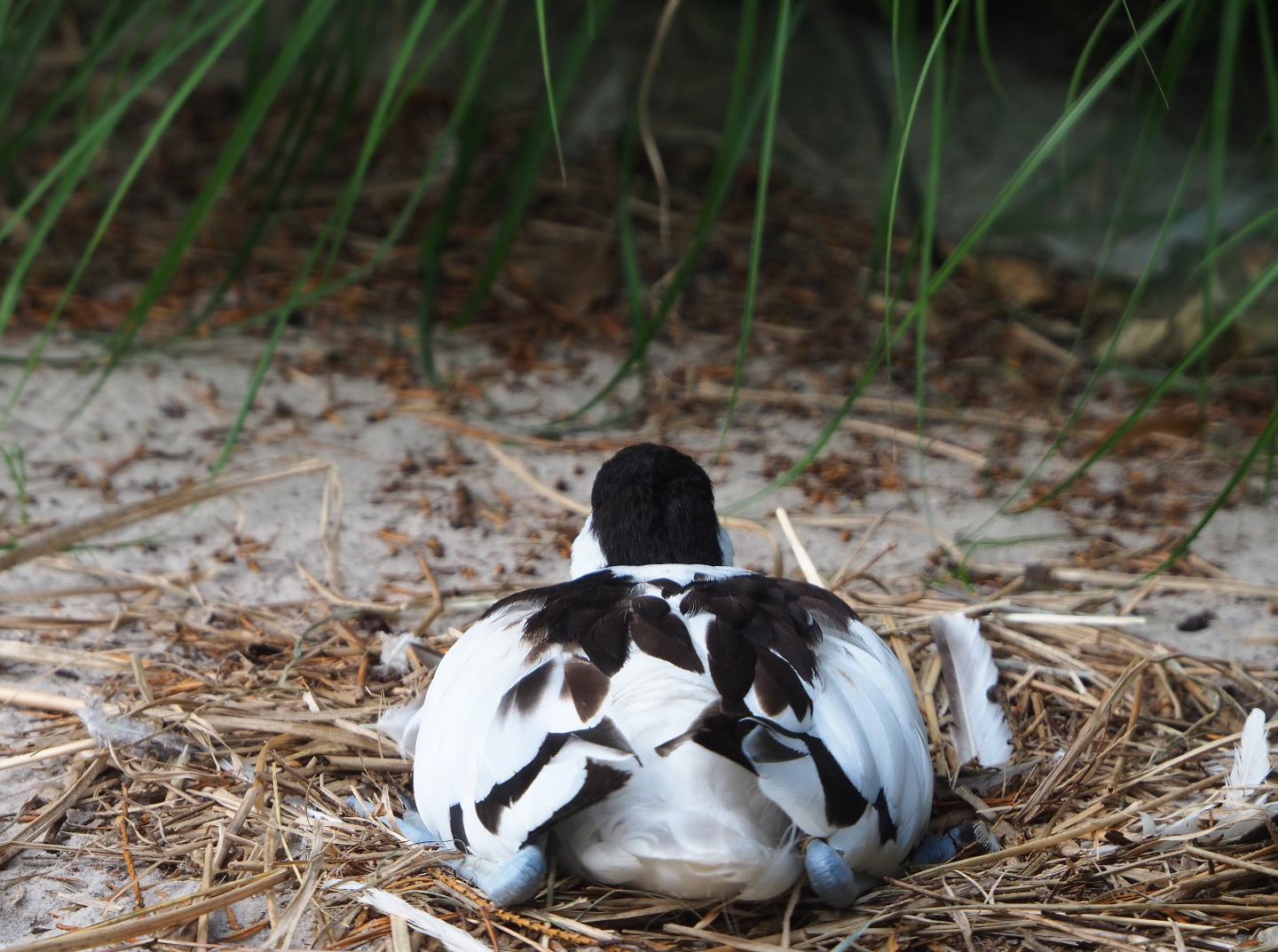 Pied avocet (Recurvirostra avosetta) sitting on nest, 2020-06-28