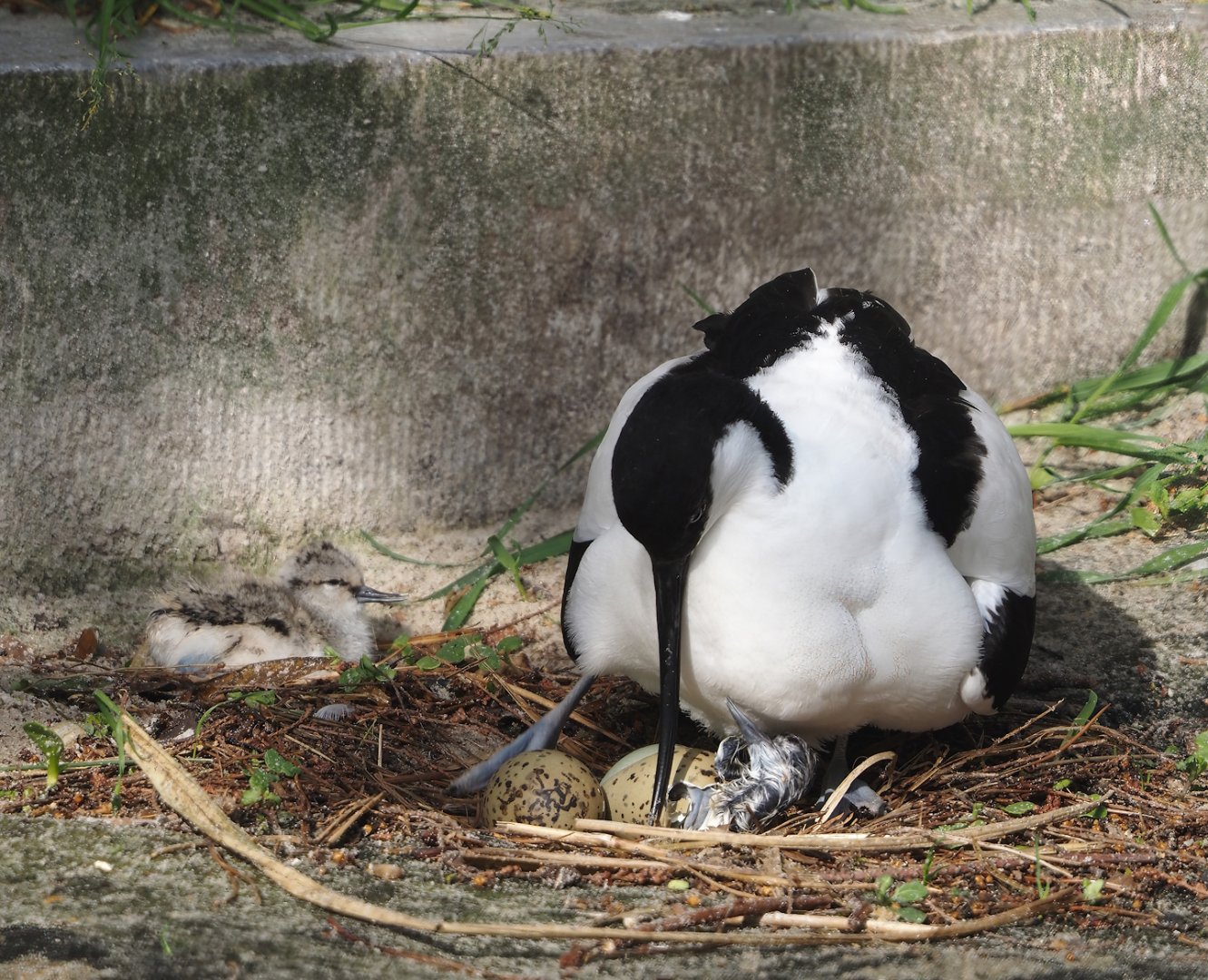 Pied avocet (Recurvirostra avosetta) with chicks, including a freshly hatched one, 2024-05-01