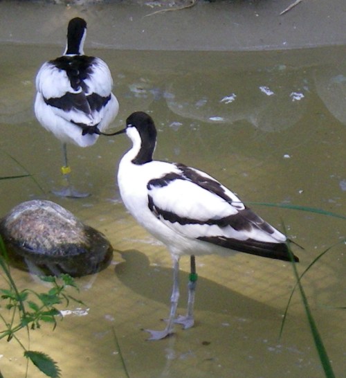 Pied Avocet (Recurvirostra avosetta)