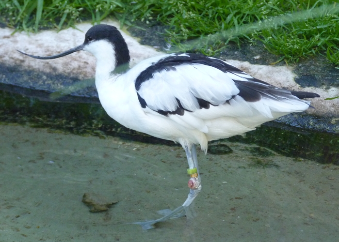 Pied avocet (Recurvirostra avosetta)