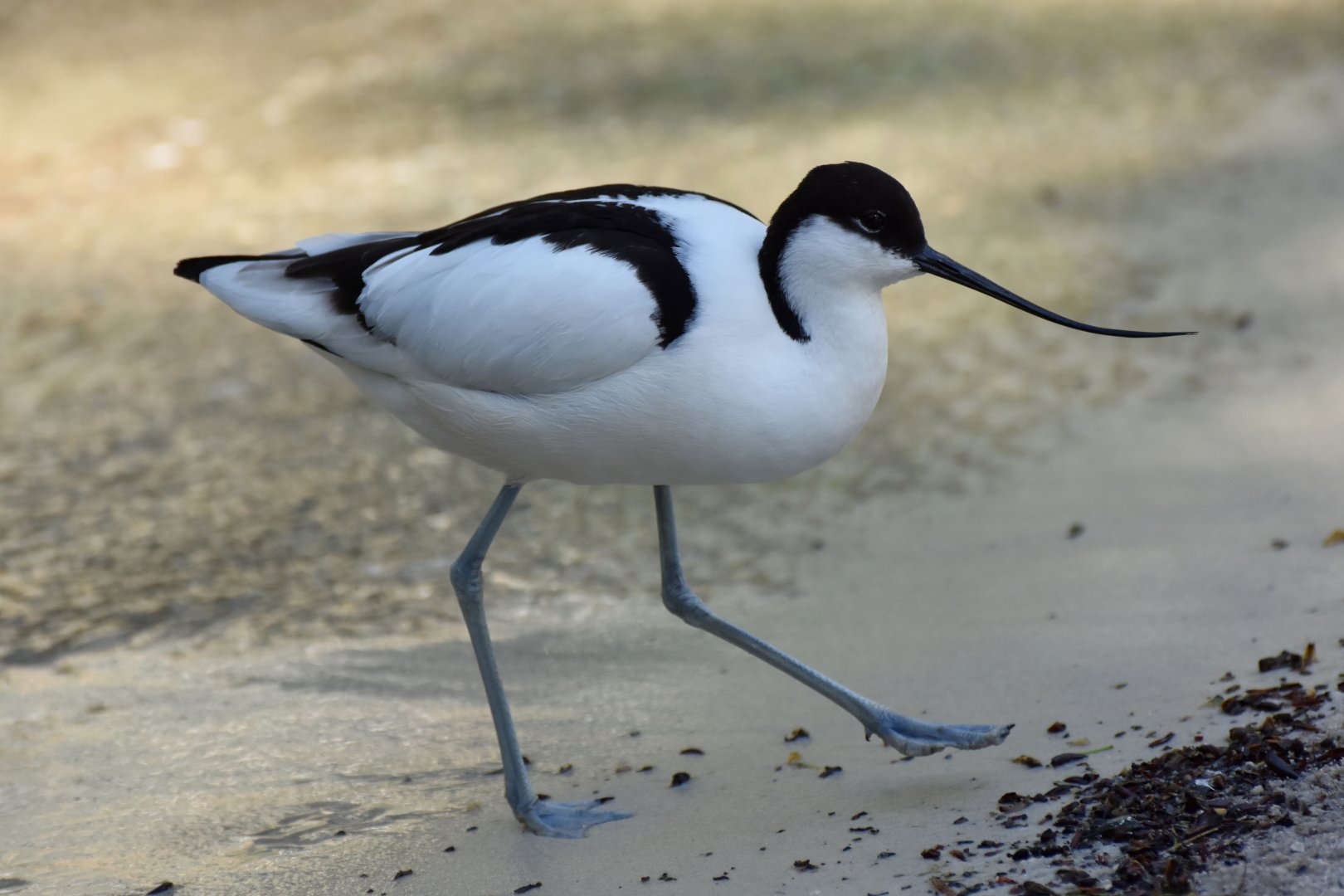 Pied avocet (Recurvirostra avosetta)