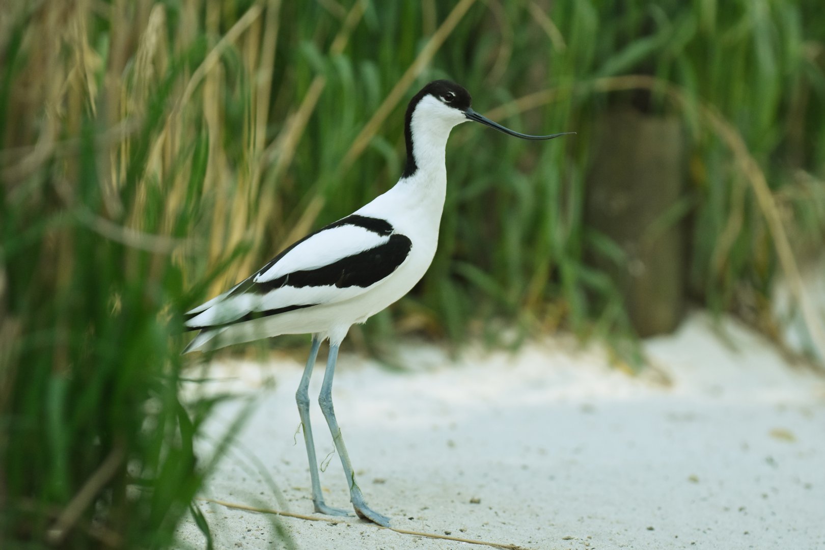 Pied avocet (Recurvirostra avosetta)
