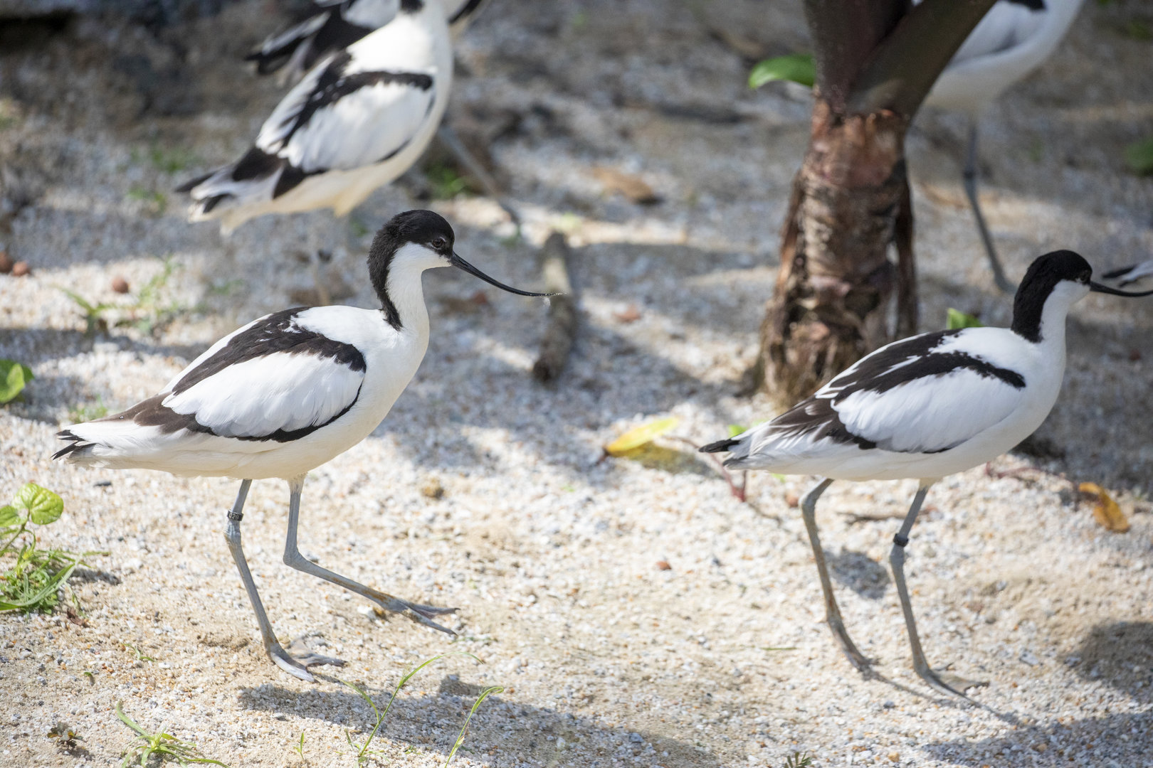 pied avocet (Recurvirostra avosetta)