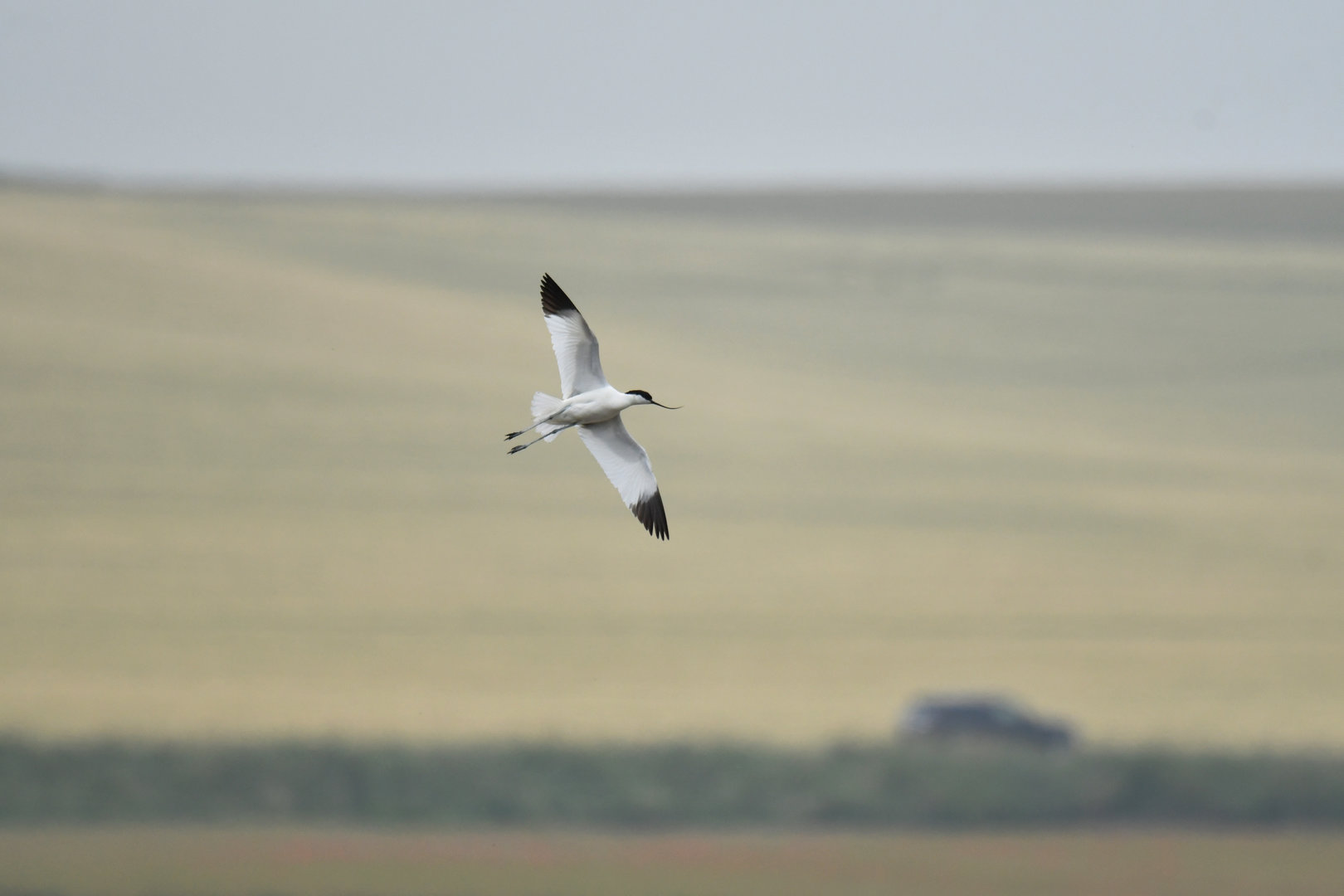 Pied Avocet Recurvirostra avosetta