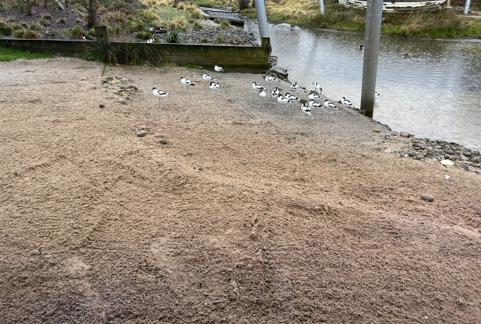 Pied Avocet (Recurvirostra avosetta)
