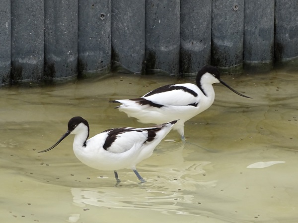 Pied avocet (Recurvirostra avosetta)