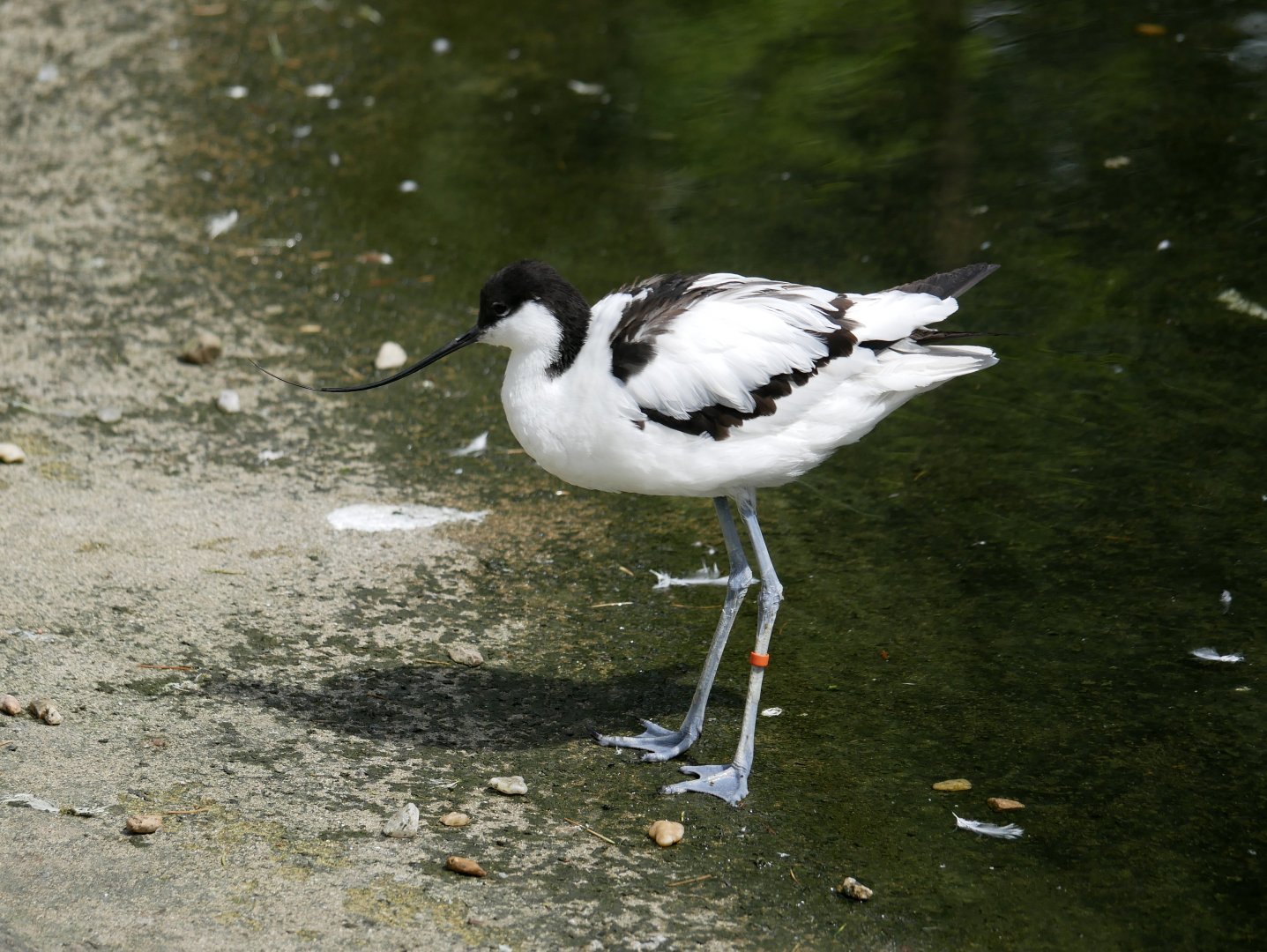 Pied avocet (Recurvirostra avosetta)