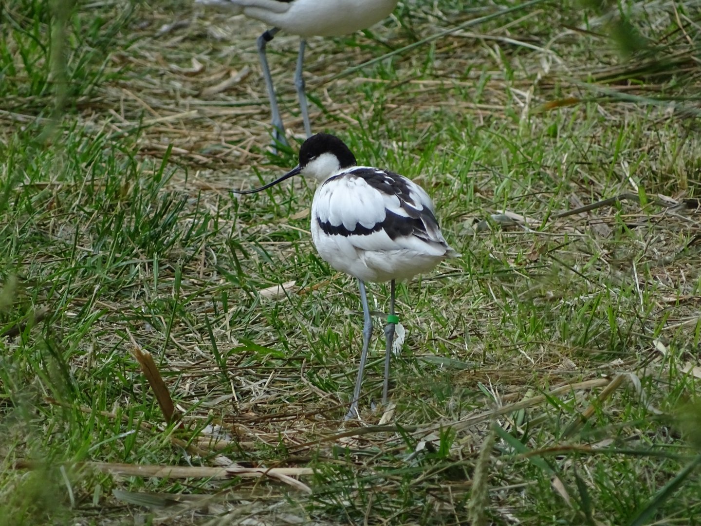 Pied avocet (Recurvirostra avosetta)