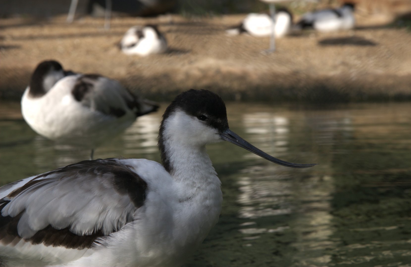 Pied Avocet (Recurvirostra avosetta)