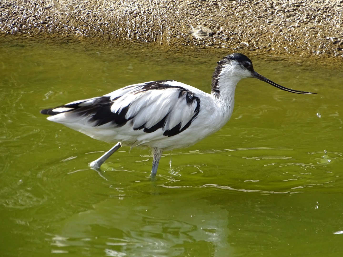 Pied avocet (Recurvirostra avosetta)