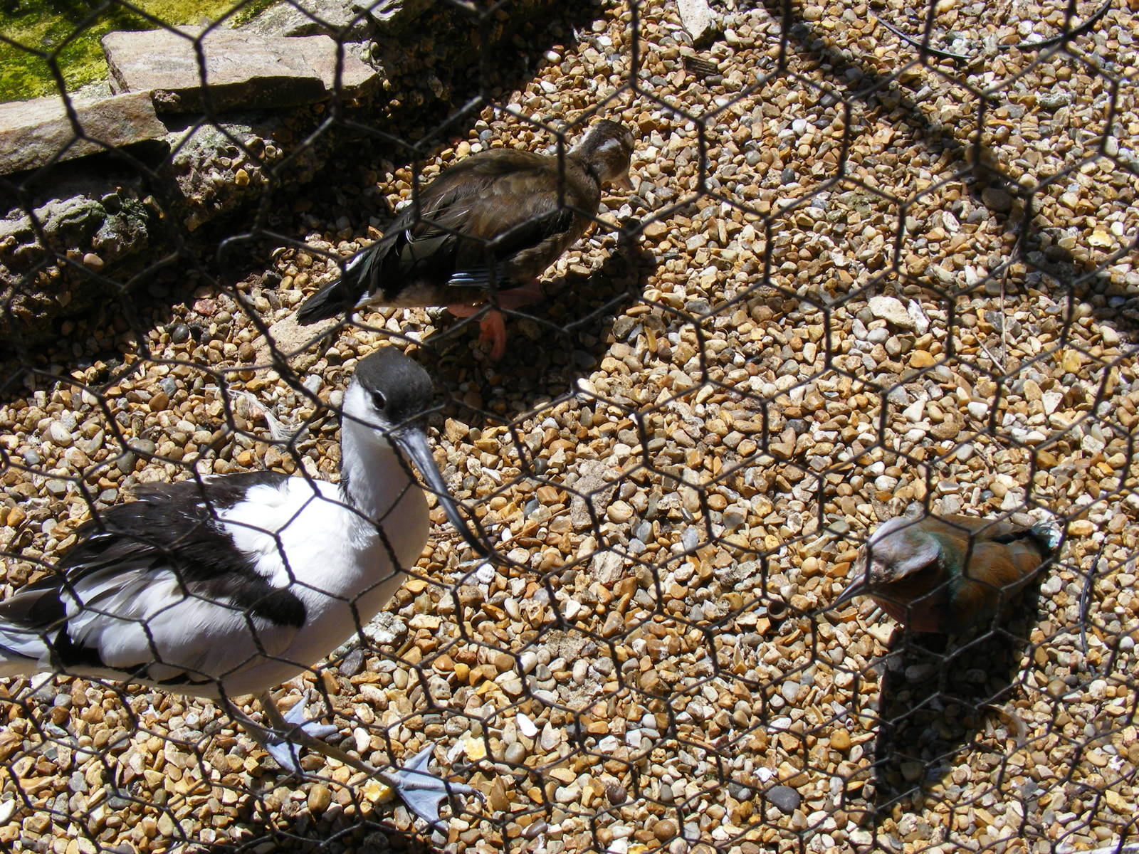 Pied avocet, ringed teal and lilac-breasted roller at Birdworld, 20 June 20