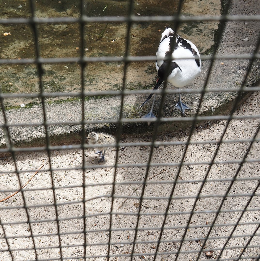 Pied avocet with chick (Recurvirostra avosetta), 2025-05-22
