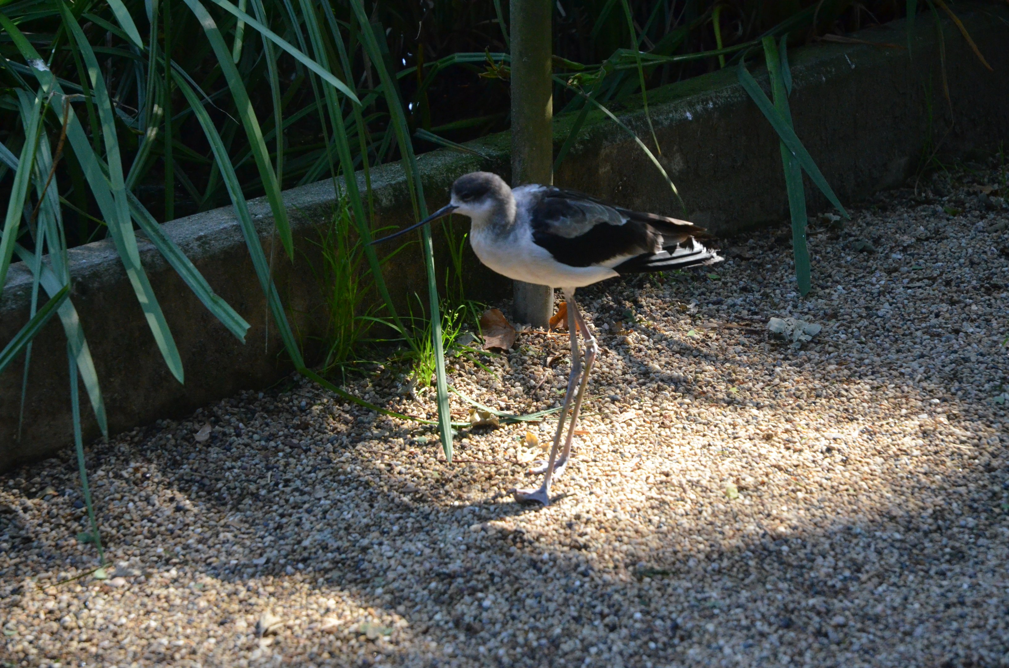 Pied Avocet x Black-winged Stilt Hybrid at Rheine, 18/06/19