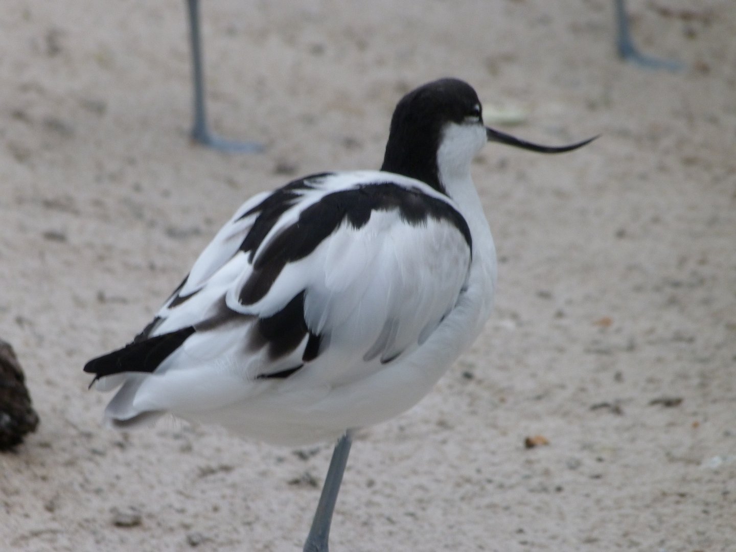 Pied avocet -Zoologischer Garten Berlin (2024)