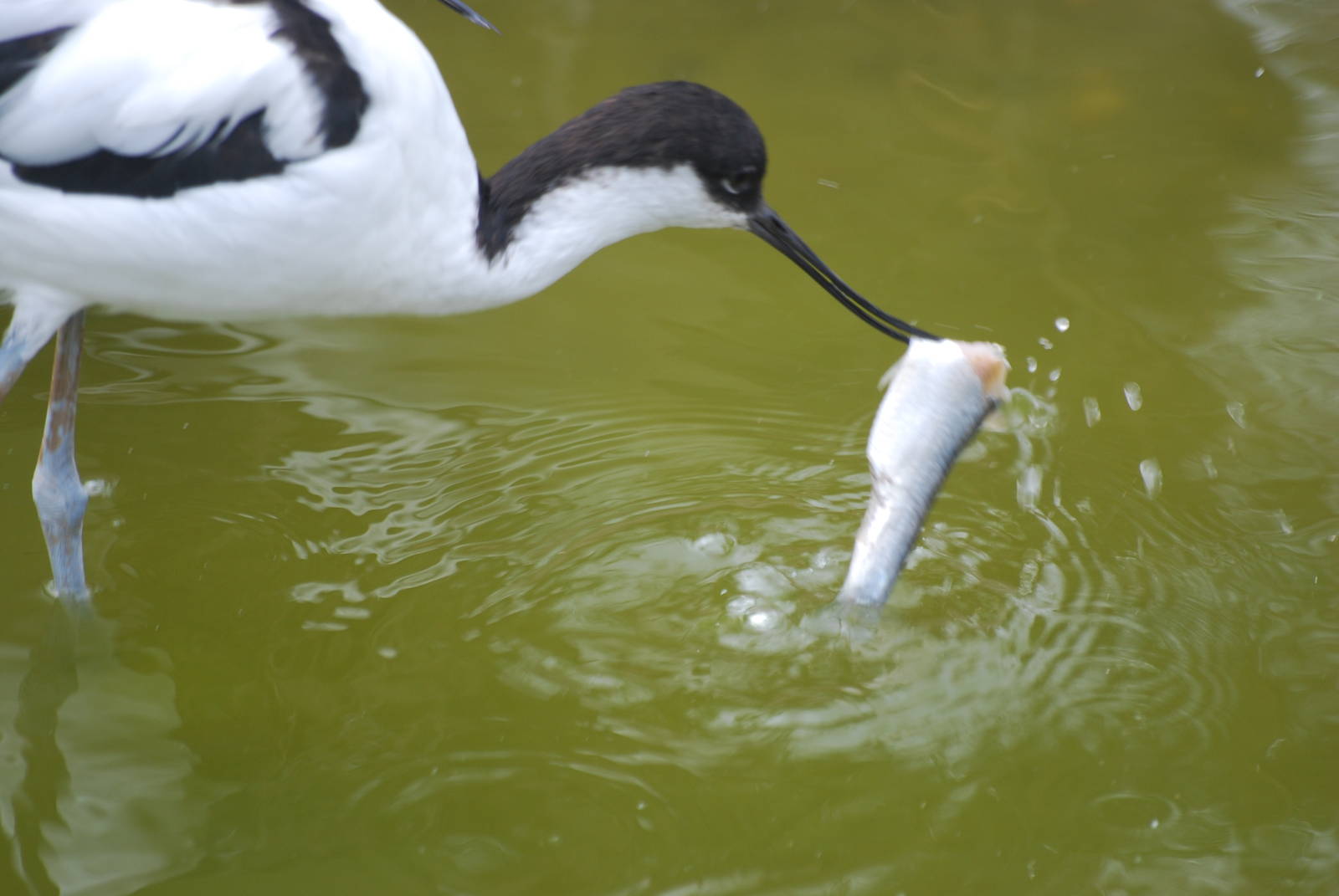 Pied avocet