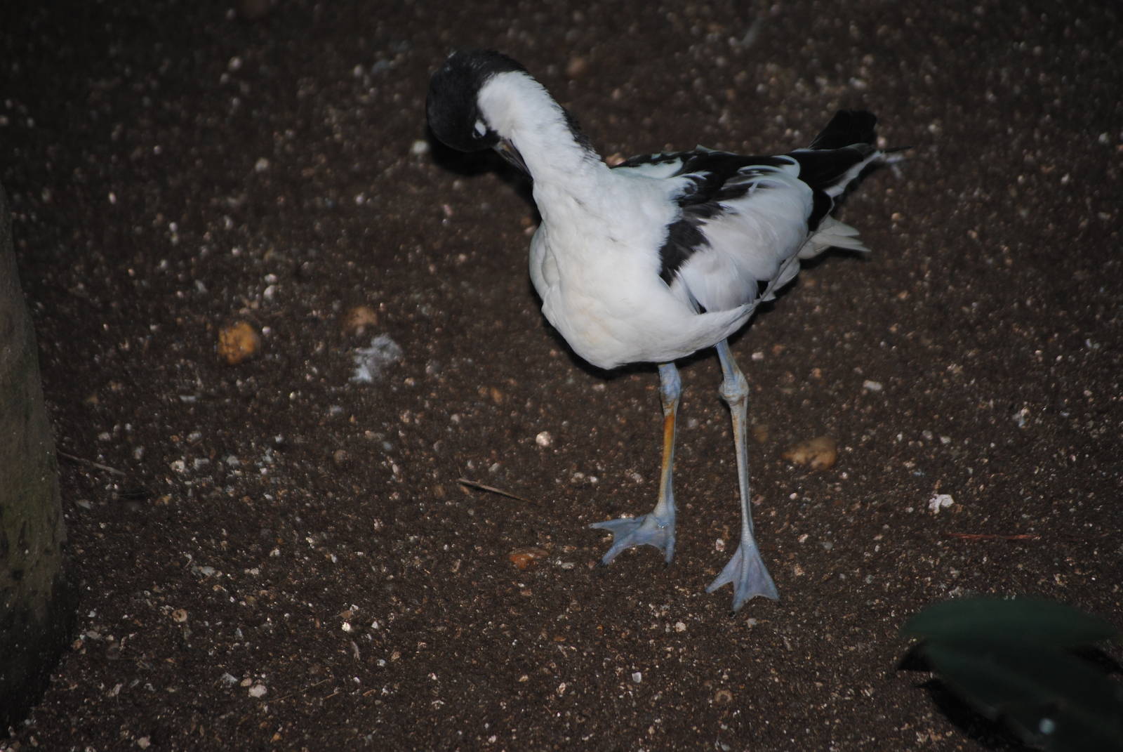 Pied Avocet