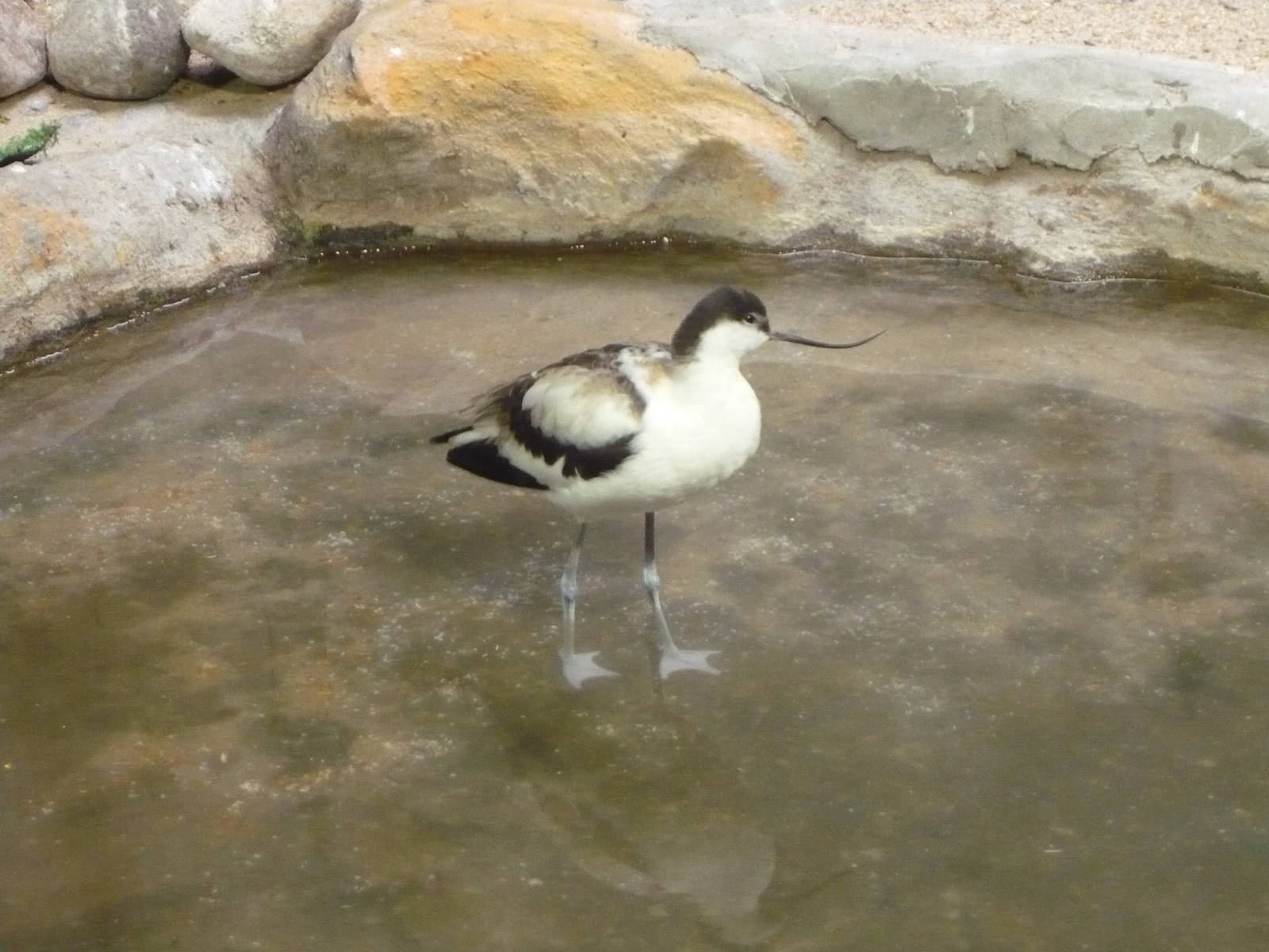 Pied avocet