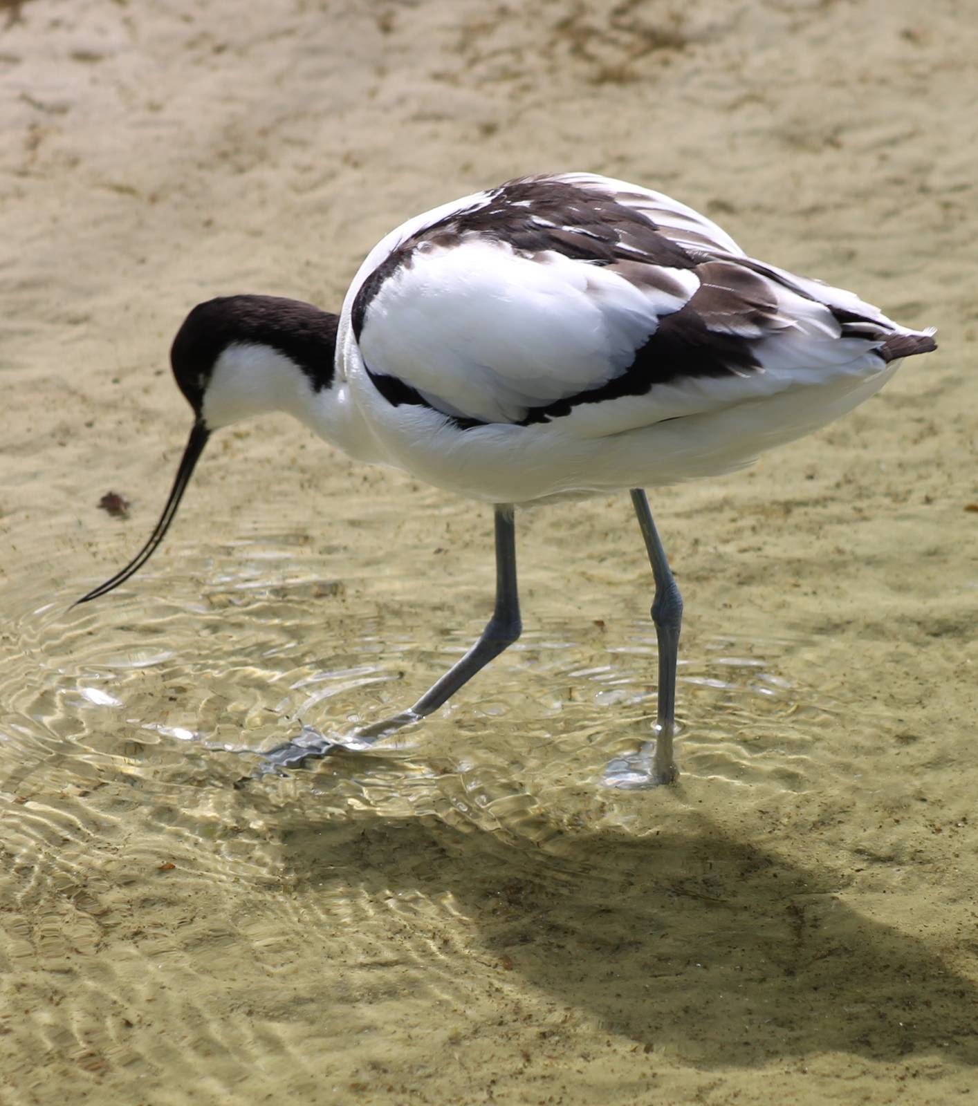 Pied avocet
