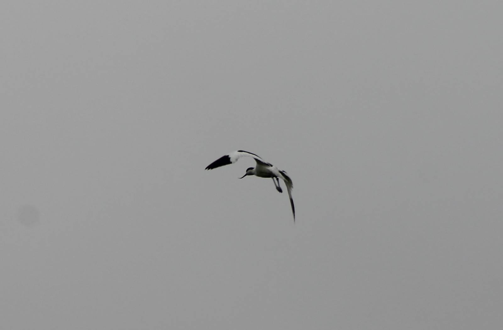 Pied avocet