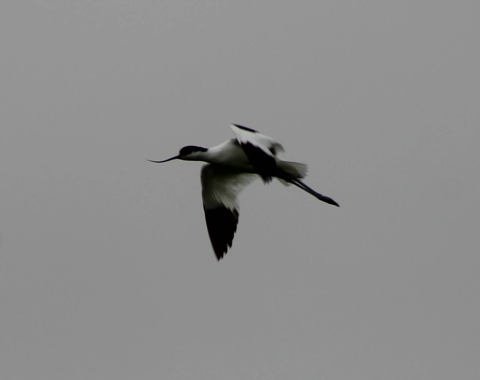 Pied avocet