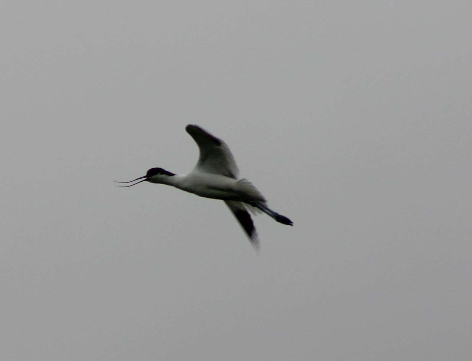 Pied avocet