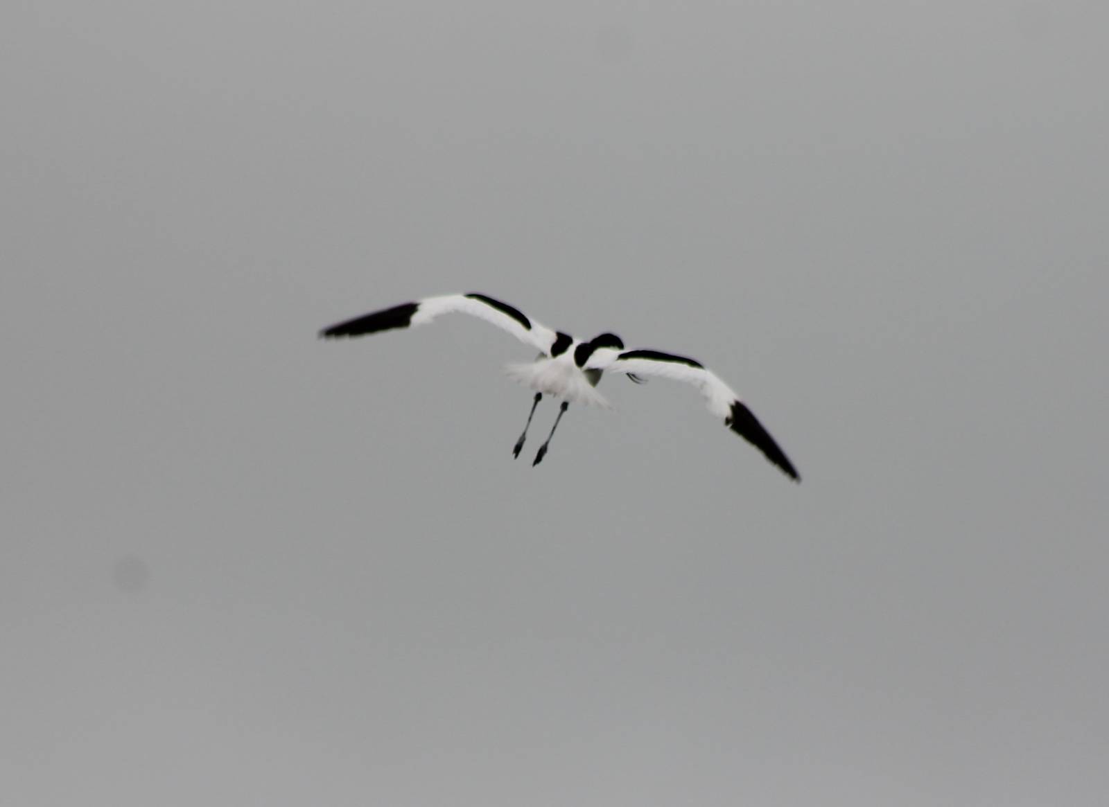 Pied avocet