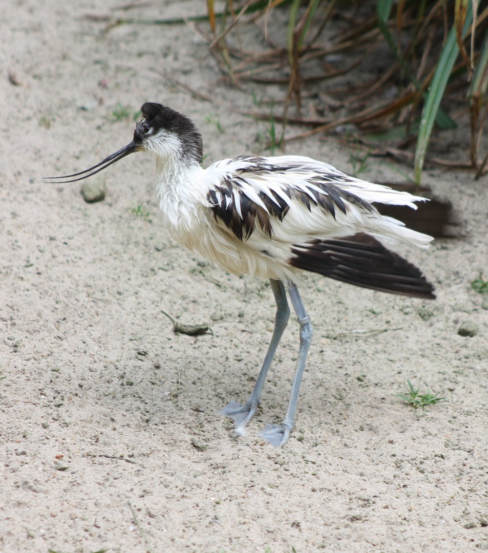 Pied avocet