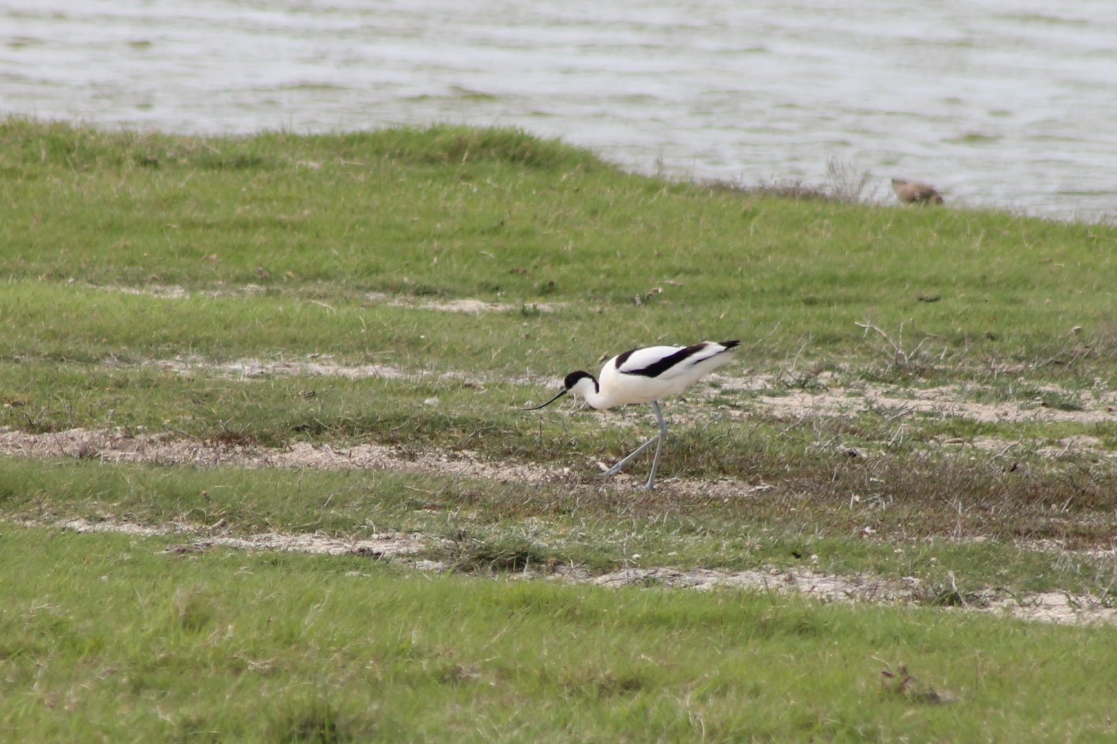 Pied avocet