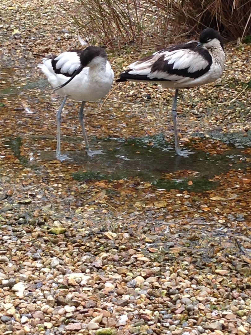 Pied Avocet