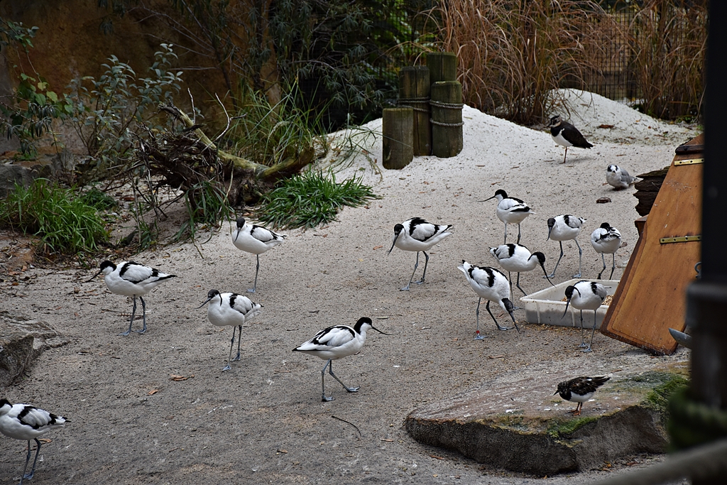 Pied Avocet