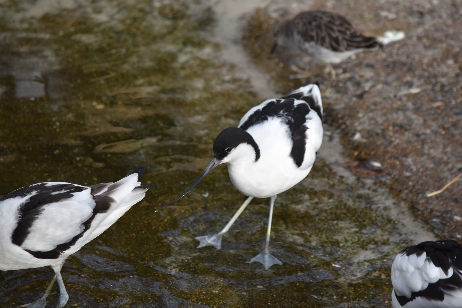 Pied avocet