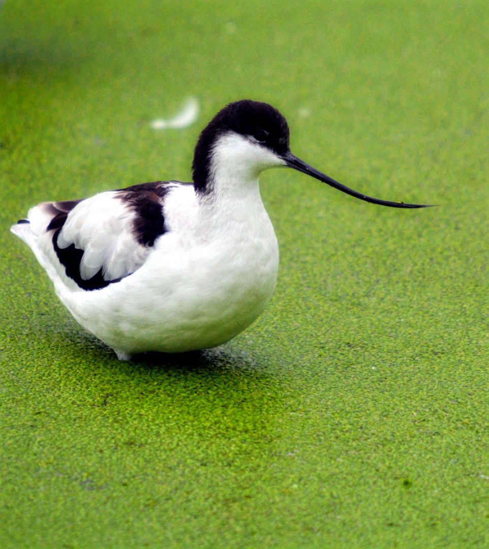 Pied Avocet