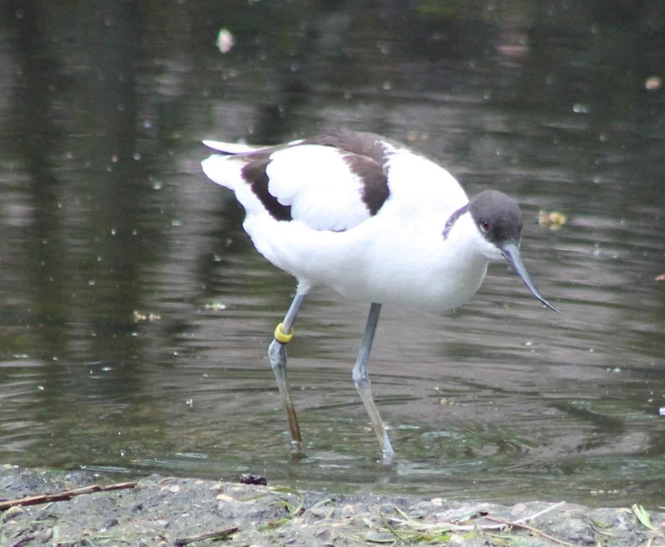 Pied avocet