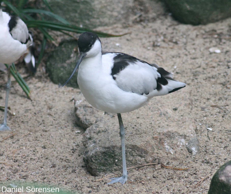 Pied avocet