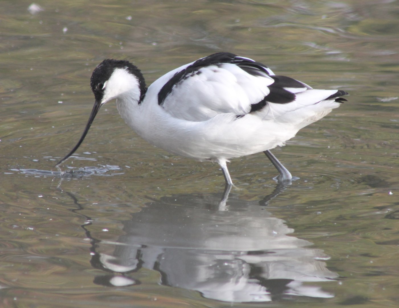 Pied avocet