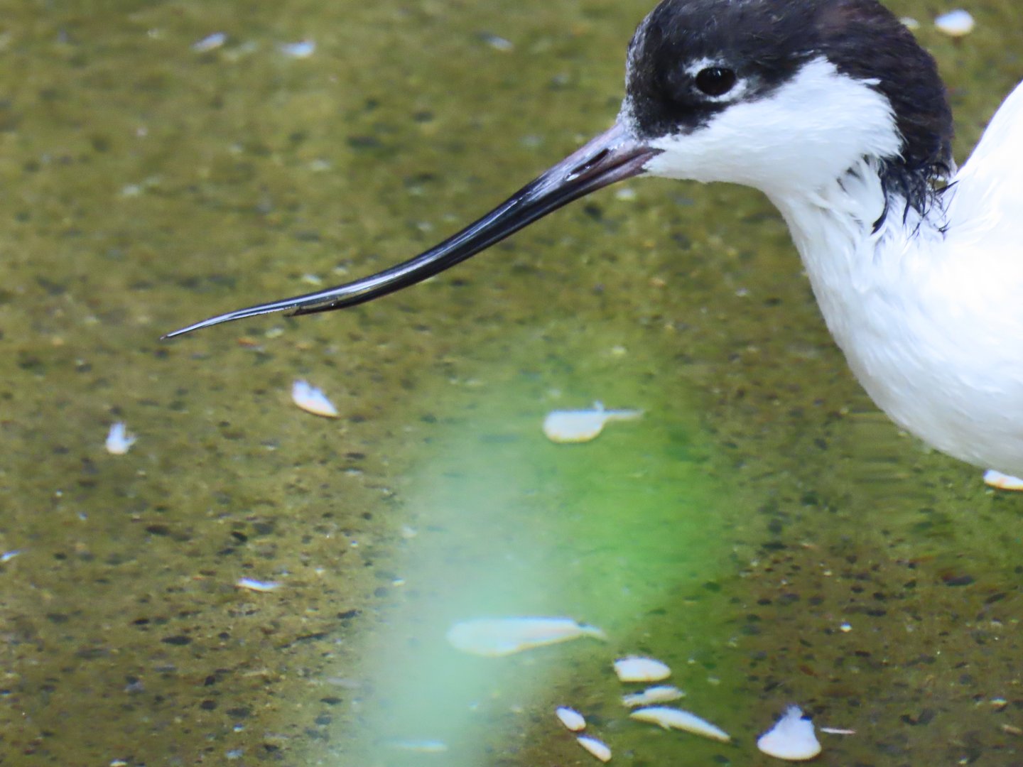 Pied avocet