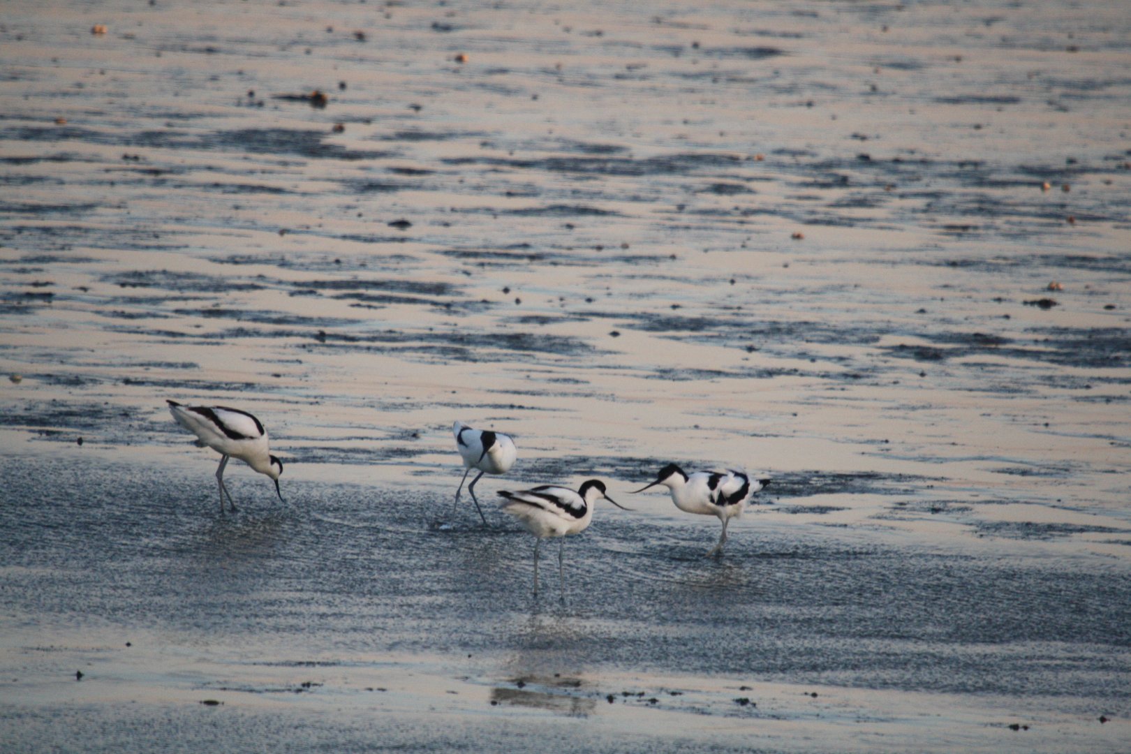 Pied avocet