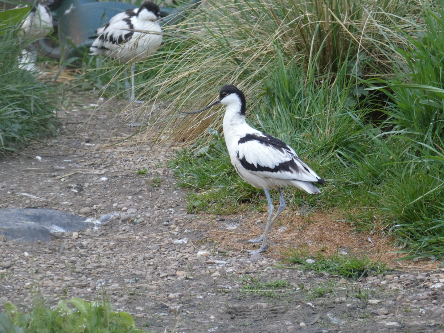 Pied avocet