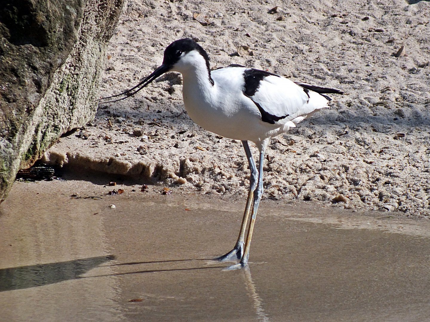 Pied avocet