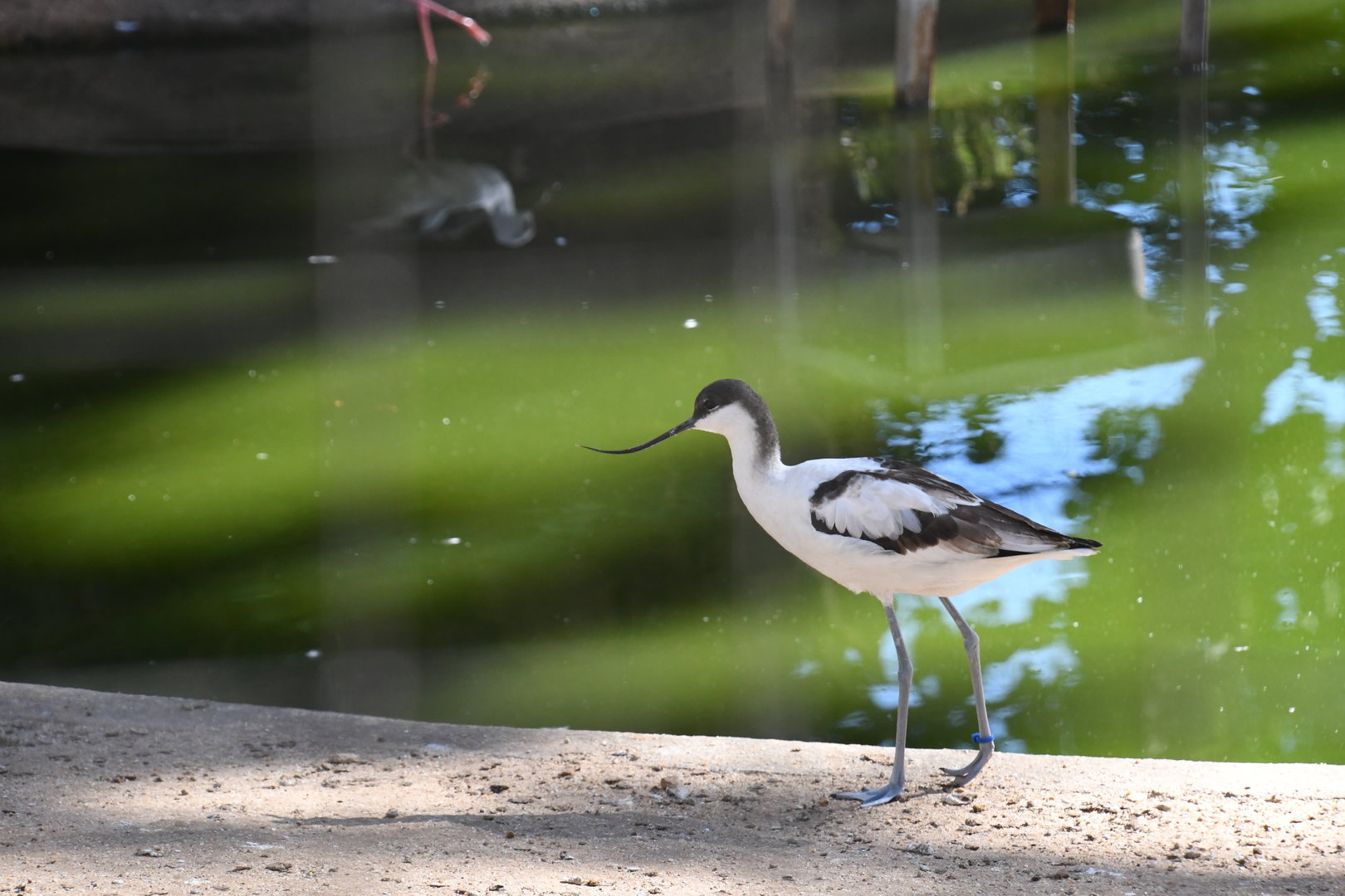 Pied Avocet
