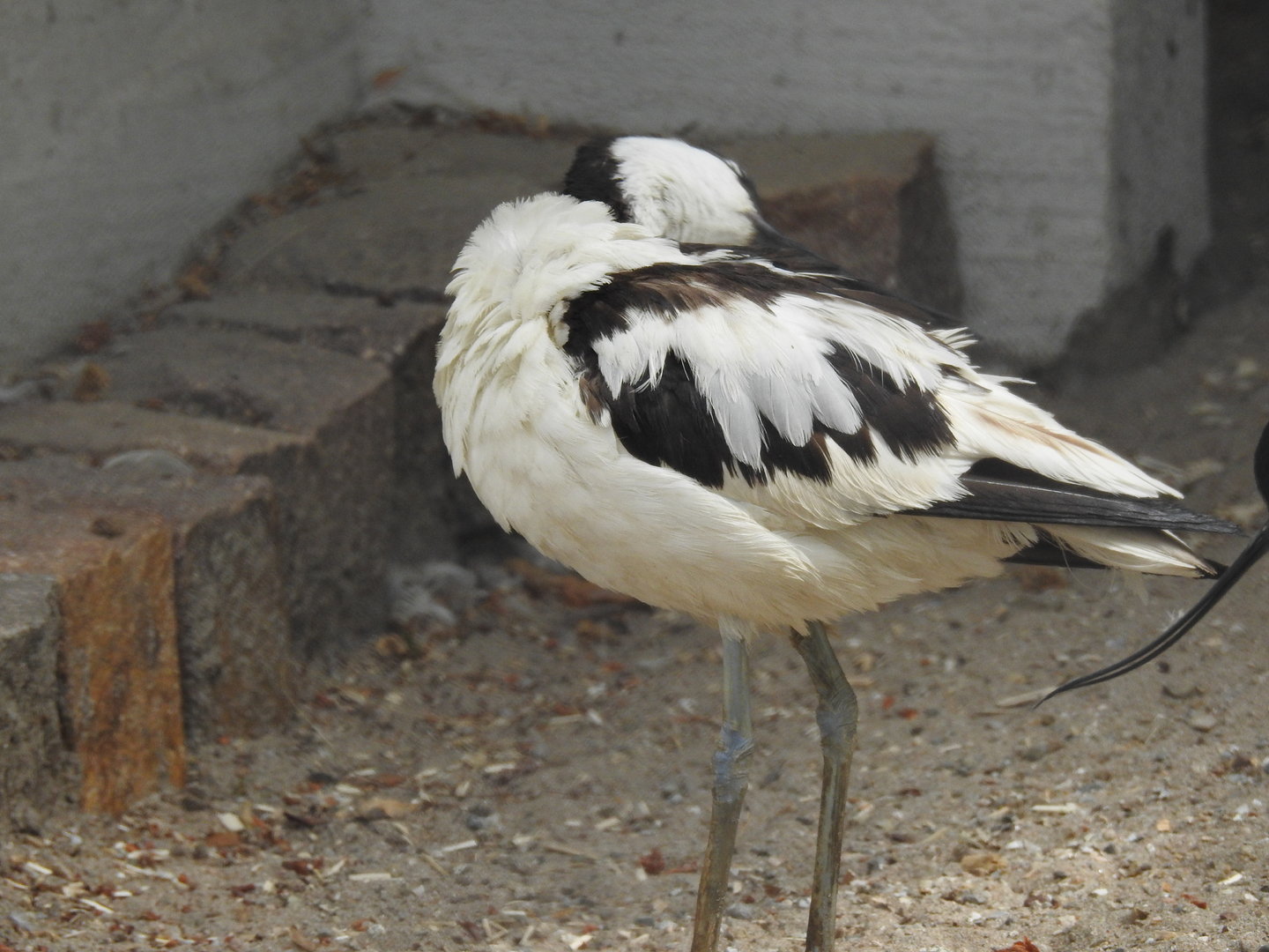 Pied Avocet