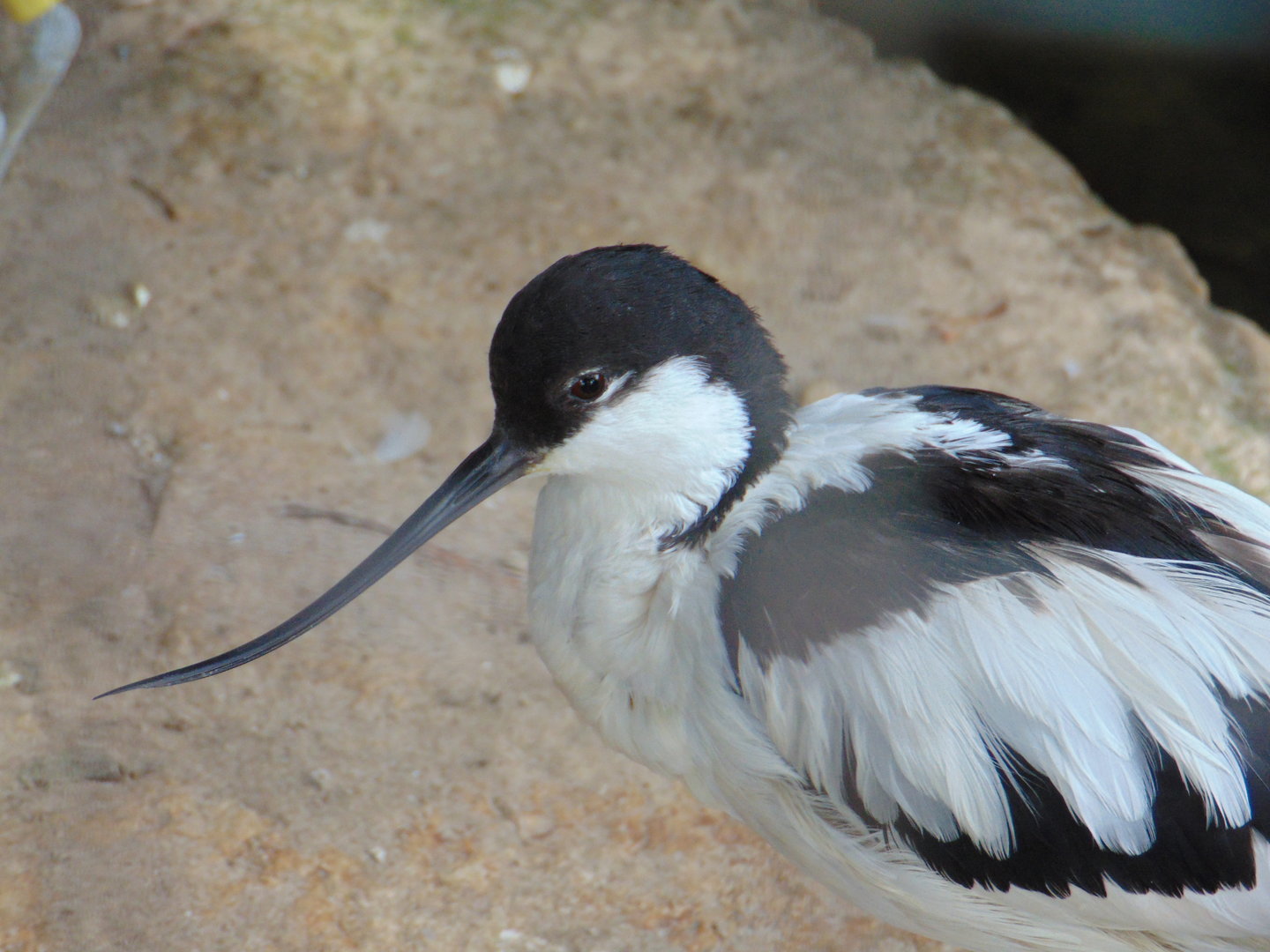 Pied Avocet