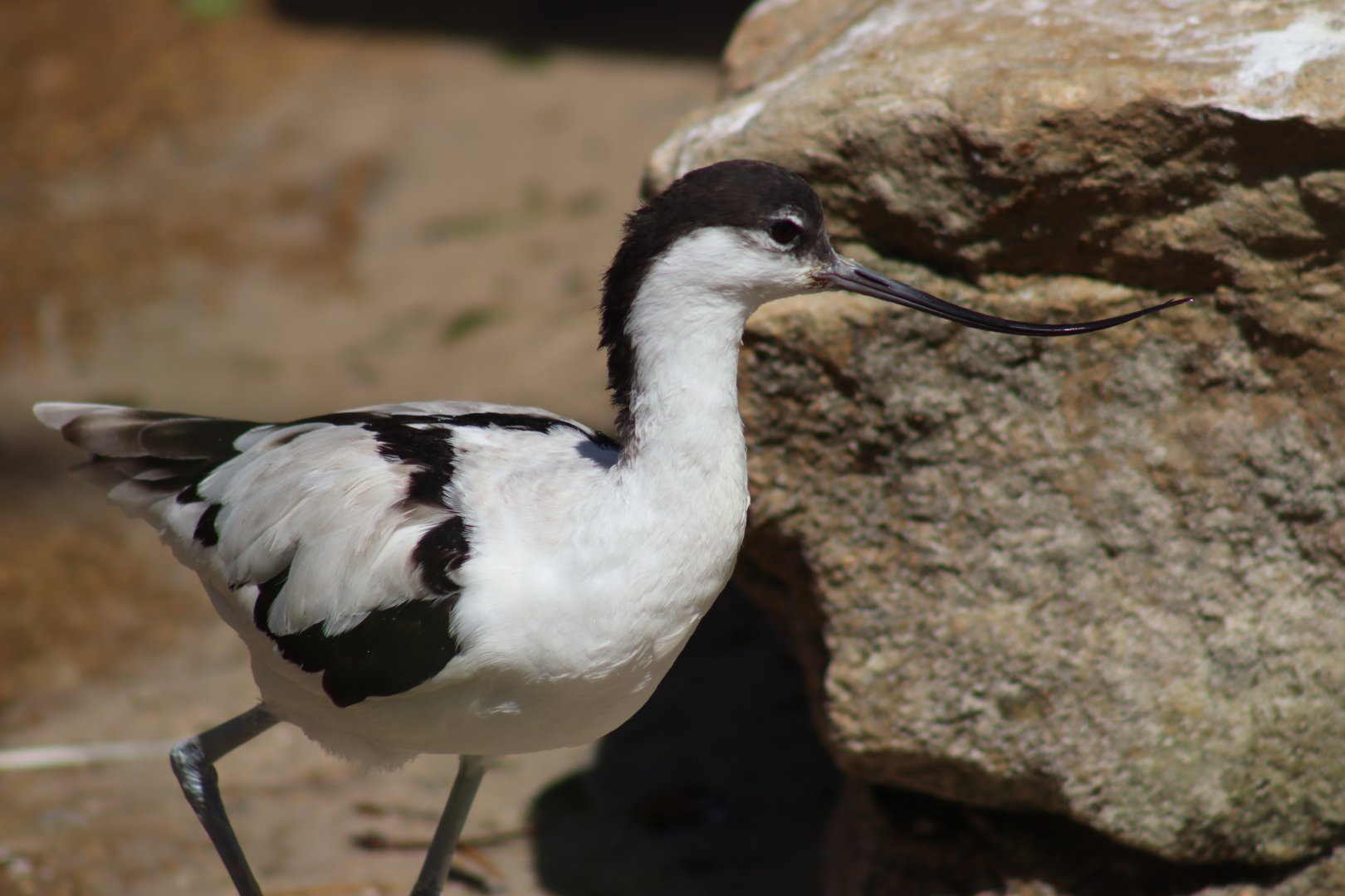 Pied Avocet