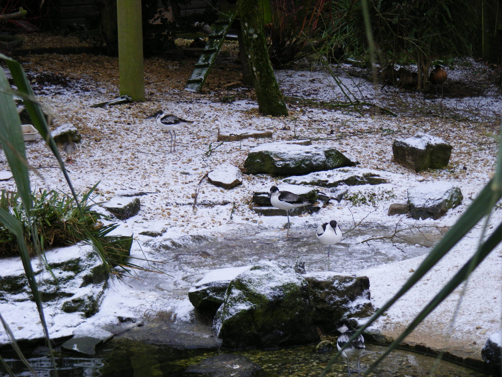 Pied avocets (?) at Cotswold Wildlife Park, 27 November 2010