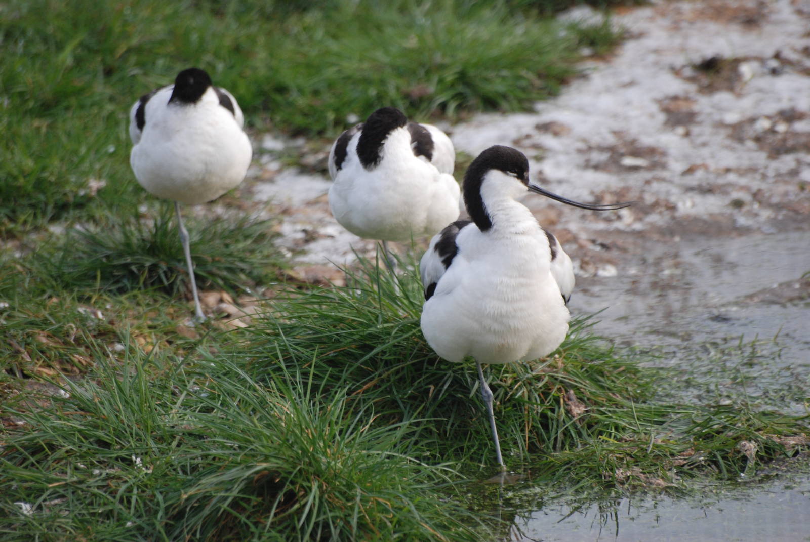 Pied Avocets at Slimbridge, 05/02/12
