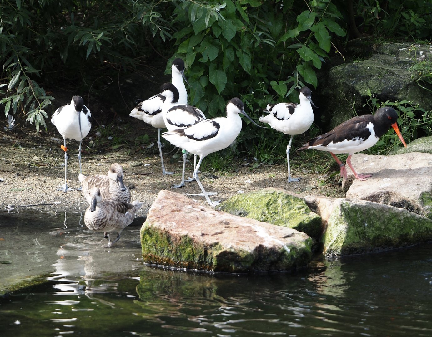 Pied avocets, Marbled teals and Eurasian oystercatcher, 2024-08-21